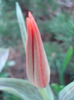 Tulipa Red Riding Hood (2011, April 10)