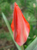 Tulipa Red Riding Hood (2011, April 12)