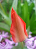 Tulipa Red Riding Hood (2011, April 12)