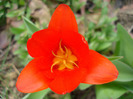 Tulipa Showwinner (2011, April 04)