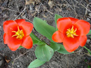 Tulipa Showwinner (2011, April 05)