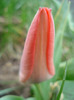 Tulipa Toronto (2011, April 08)