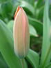 Tulipa Toronto (2011, April 08)