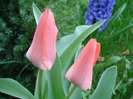 Tulipa Toronto (2011, April 10)