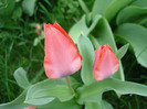 Tulipa Toronto (2011, April 12)