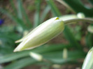 Tulipa Turkestanica (2011, April 08)