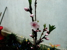 nectarin
