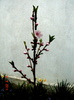 DSC06133