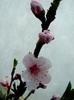 DSC06138