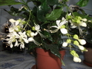 Clerodendron Prospero
