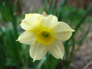 Narcissus Minnow (2011, April 10)