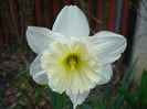 Narcissus Ice Follies (2011, April 10)