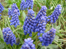 Muscari armeniacum (2011, April 12)