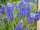 Muscari armeniacum (2011, April 12)