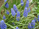 Muscari armeniacum (2011, April 12)