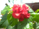 trandafirul japonez [hibiscus ]rosu