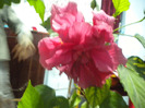 hibiscus roz