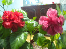 hibiscus