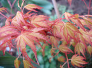 Acer palmatum Katsura (2011, April 13)