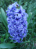 Hyacinth Blue Jacket (2011, April 12)