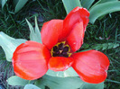 Tulipa Madame Lefeber (2011, April 12)