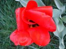 Tulipa Madame Lefeber (2011, April 13)
