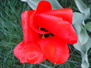 Tulipa Madame Lefeber (2011, April 13)