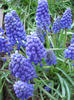 Muscari armeniacum (2011, April 13)