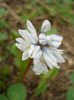 Puschkinia scilloides (2011, April 12)