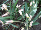 Tulipa Turkestanica (2011, April 13)