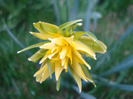 Daffodil Rip van Winkle (2011, April 04)