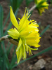 Daffodil Rip van Winkle (2011, April 08)