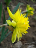 Daffodil Rip van Winkle (2011, April 10)