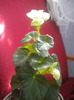 DSCN0636
