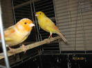 M+F Canari