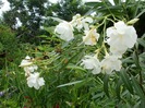 P7060052
