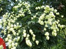 Koelreuteria paniculata - Golden rain
