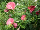 P7290009
