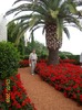 NICU LA GRADINILE BAHAI DIN HAIFA ISRAEL..