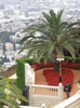 PALMIER LA HAIFA ..