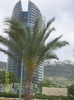 PALMIER SI LUCRARE DE ARHITECTURA MODERNA LA HAIFA.
