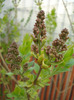 Syringa vulgaris_Lilac (2011, April 13)