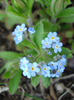 Myosotis alpestris (2011, April 10)