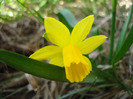 Narcissus Tete-a-Tete (2011, March 26)