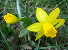 Narcissus Tete-a-Tete (2011, March 26)