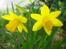 Narcissus Tete-a-Tete (2011, March 27)