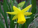 Narcissus Tete-a-Tete (2011, April 02)