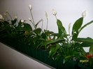 Crinul pacii sau Spathiphyllum