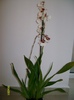 o orhidee parfumata