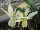 Narcissus Thalia (2011, April 13)